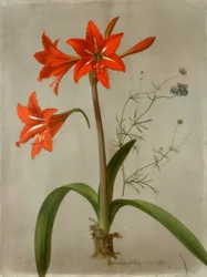 Amarilis y Gilia