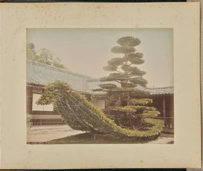 Pino, Kinkakuji
