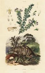 Aardwolf, guisante árabe y piojo.