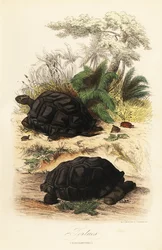 Tortuga gigante de Aldabra, Aldabrachelys gigantea, vulnerable