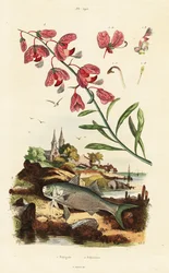 Lechuza del Cabo y paraíso de aleta amarilla.