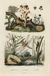Perseguidor, raya y líquenes.,1834-1839 (grabado)
