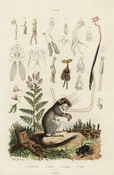 Lirón, copépodos y escarabajo. ,1834-1839 (grabado)