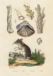 Musaraña elefante, almeja y corales.,1834-1839 (grabado)