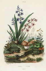 Jacinto de jardín y rana paradójica.