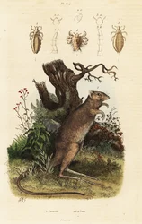 Especies de potoroo de patas largas y piojos.