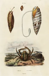 Conchas de mitra y cangrejo verde pegado.,1834-1839 (grabado)