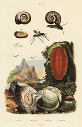 Ostra, araña y caracol.