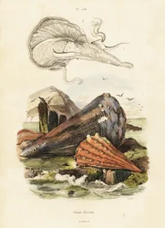 Conchas de pluma o mejillones de abanico. ,1834-1839 (grabado)