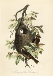 Herrerillo pendulino, Remiz pendulinus, y nido de bolsa