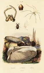 Piddock, almeja, escarabajo y araña.
