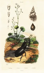Escarabajo rinoceronte, caracol y saxifrage.