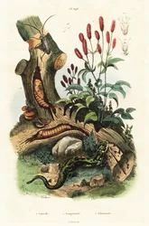 Salamandra, escarabajo y gran pechuga.