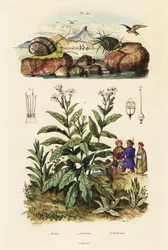 Caracoles de mar y planta de tabaco. ,1834-1839 (grabado)