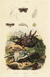 Concha de araña y moscas del desagüe.