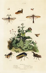 Los saltadores de árboles, 1834-1839 (grabado)