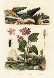 Caracoles trompeta, escarabajos soldado y Clidemia.,1834-1839 (grabado)