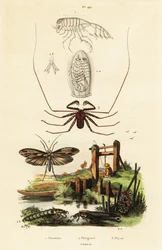 Araña del látigo y mosca de la fruta.