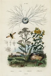 Milenrama, hierba de San Juan, foraminíferos y mosca de la luna, 1834-1839 (grabado)