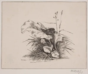 La violeta