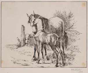 El caballo y el potro