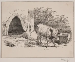 El cerdo encadenado