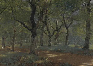 Dentro del bosque