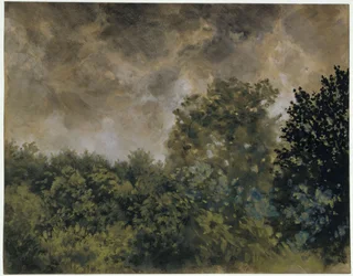 Vista de un bosque de hoja caduca