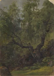 Estudio de bosque de Numedal