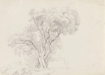 Árboles de hoja caduca