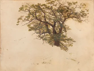 Estudio de un roble