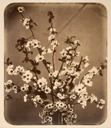 Bodegón floral