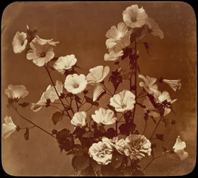 [Estudio floral, rosa de Sharon]