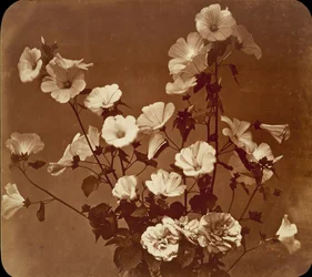 [Estudio de flores, Rosa de Sharon], ca. 1854