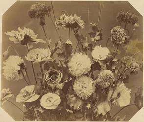 [Flores]