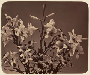 [Flores]