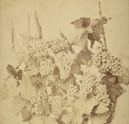 [Uvas]