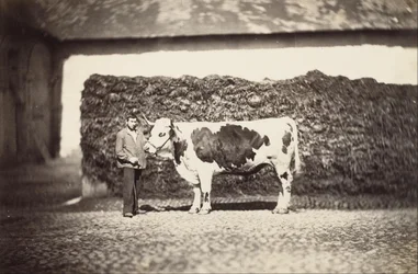[Premio Bull]