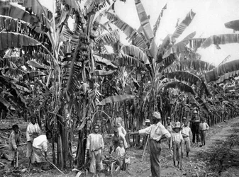 Plantación de bananos, Jamaica, c. 1905