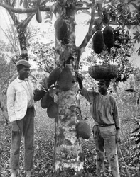 Yaca, Jamaica, c1905
