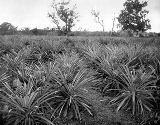 Arboleda de piñas, Jamaica, c1905