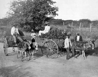 Carros de madera, Jamaica, c1905