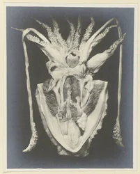 Anatomía de un calamar Anatomy de la Seiche (título sobre el objeto)