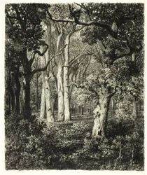 Viejos robles en Bas Bréau