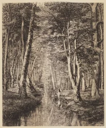 Río bajo el bosque