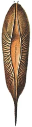 Estuche de huevo de una quimera