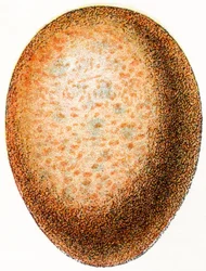 Huevo de halcón, 1923