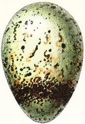 Huevo de Arao, 1923