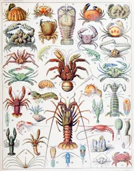 Ilustración de crustáceos c.1923