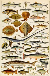 Ilustración de peces comestibles